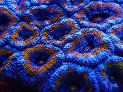 Acan6.jpg