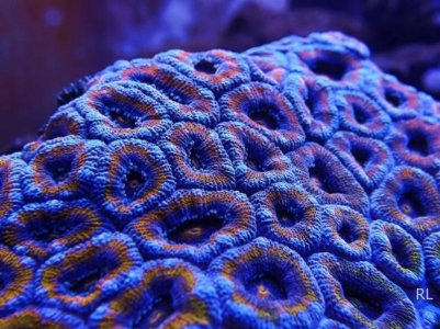 Acan9.jpg