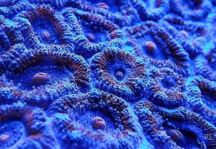 ACAN 006.jpg