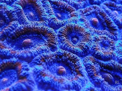 ACAN 007.jpg