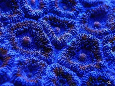 ACAN 024.jpg