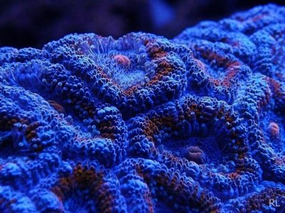 ACAN 025.jpg