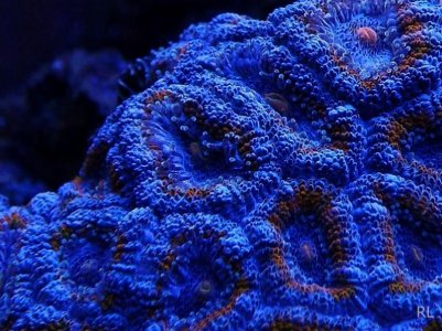 ACAN 026.jpg