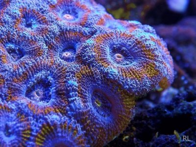 ACAN 031.jpg