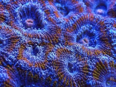 ACAN 033.jpg