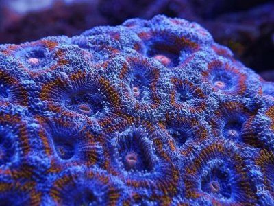 ACAN 038.jpg