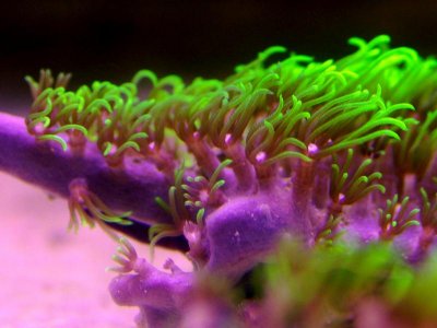 Green-Star-Polyp-Spreading.jpg