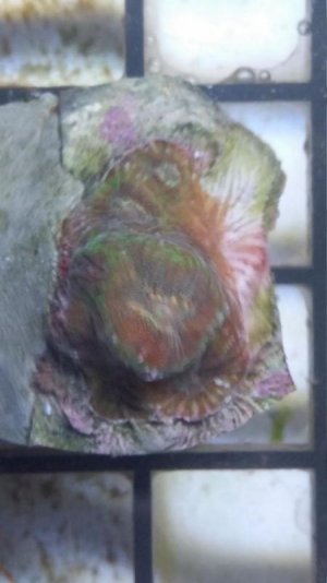WWC Rainbow Watermleon Favia.jpg