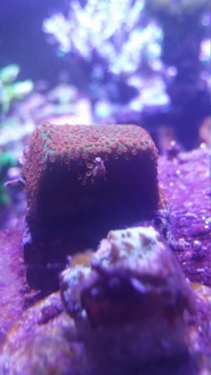 UWW Rainbow Sunburst.jpg
