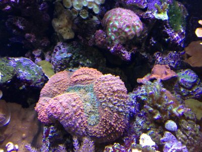 IMG_1481.jpg