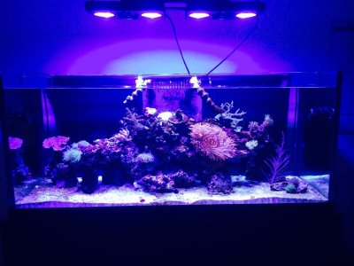 Full Tank view Best.jpg