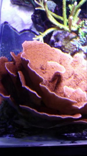 Orange Monti free frags .jpg