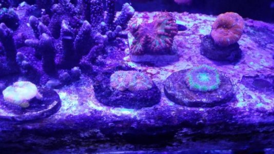 Acan garden #2.jpg