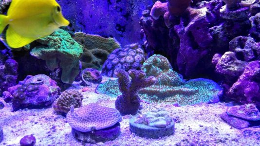 Purple Stylo Periwinkle.jpg