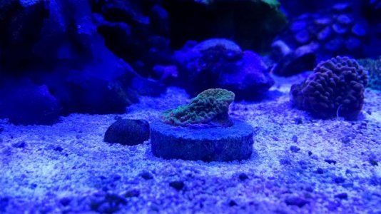 Seanson Greeting.jpg