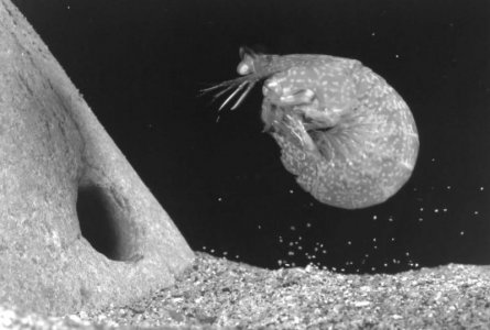 N bredini defensive coil.jpg
