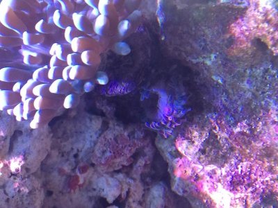 Anenome.jpg