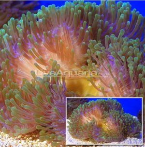 Screen Shot 2014-07-25 at 9.41.15 PM.jpg