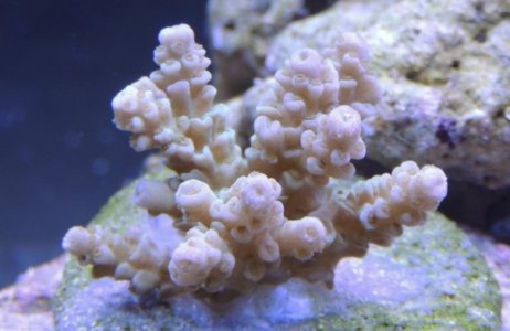 sps1a.jpg
