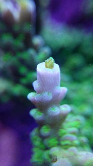 Green Slimer frag colony.jpg