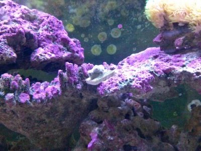 aaa toad0730141759c.jpg