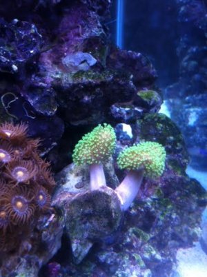 Green toadstool 1 .jpg