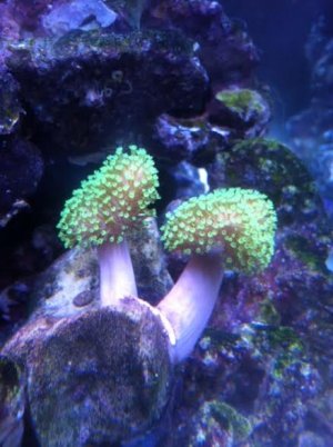 Green toadstool 2.jpg