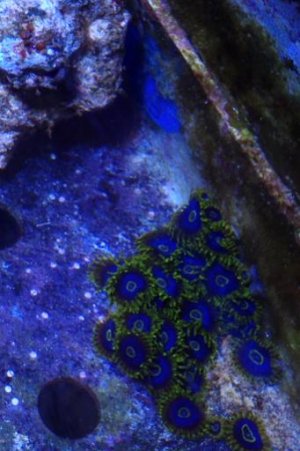PurpleHornetZoas.jpg