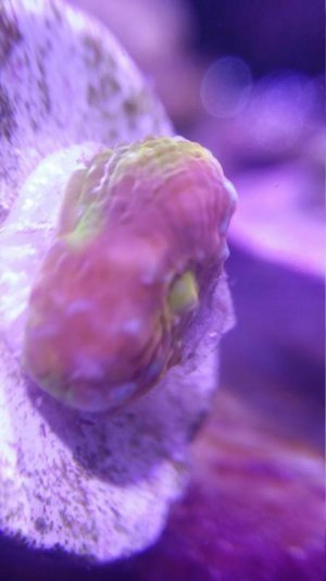 Macro BPC FT.jpg