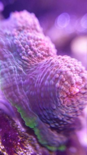 Macro Tangerine.jpg