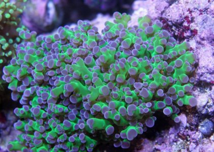 Frog Spawn.jpg