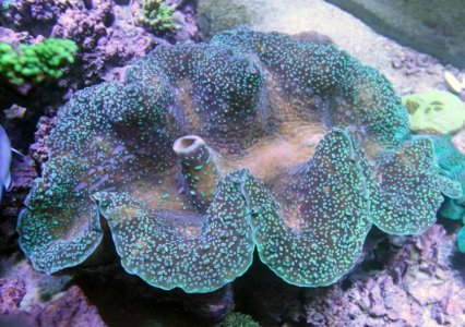 TGigas2014073101.jpg