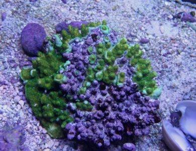 Green Table Acro.jpg