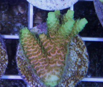 AquaSD Tropical Rainbow.jpg