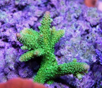 Green Bali Acro.jpg