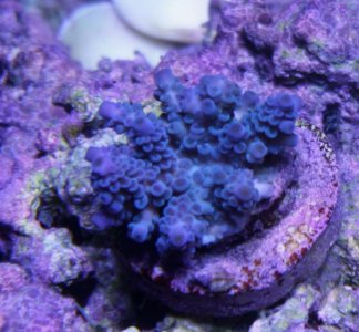 Purple Acro.jpg