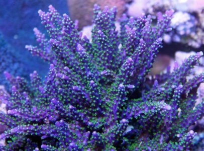 Purple Bonsai.jpg