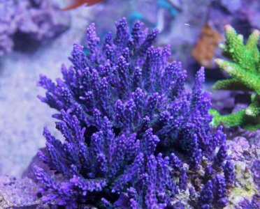 Purple Tort.jpg