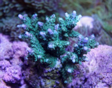 Teal Acro.jpg