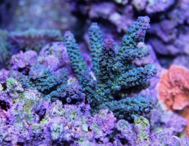 Teal-Purple Acro.jpg