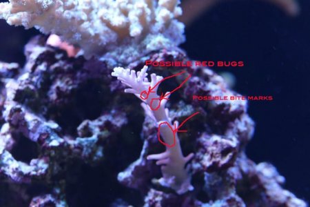 redbugs copy.jpg