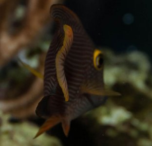 fish-1-2sm.jpg