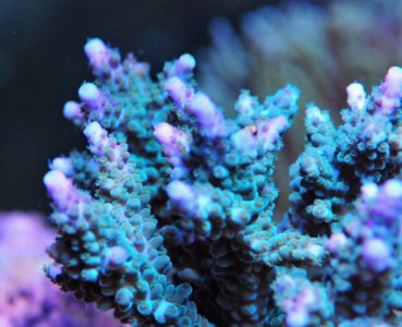 TealandBlueAcro2017080201.jpg
