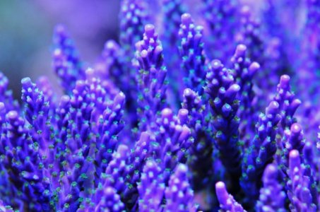 PurpleTort2014080201.jpg