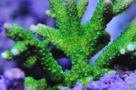 Green Bali Acro2014080201.jpg