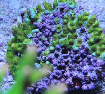 GreenTableAcro2014080201.jpg
