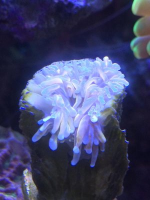 torch 1.jpg