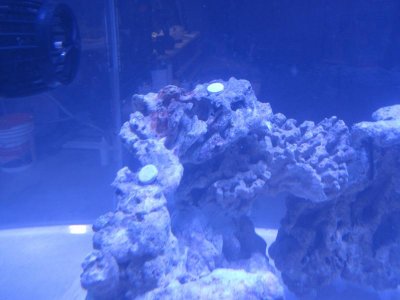 coralplug.jpg