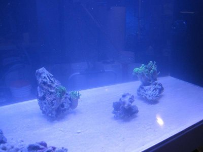 Testcorals.jpg