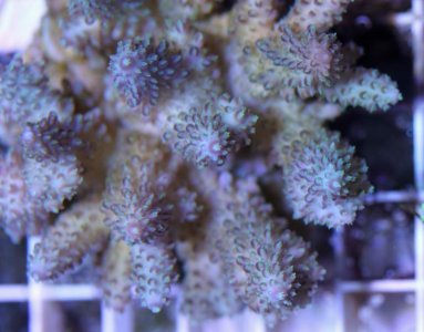 CoralGardensAcro2014080401.jpg